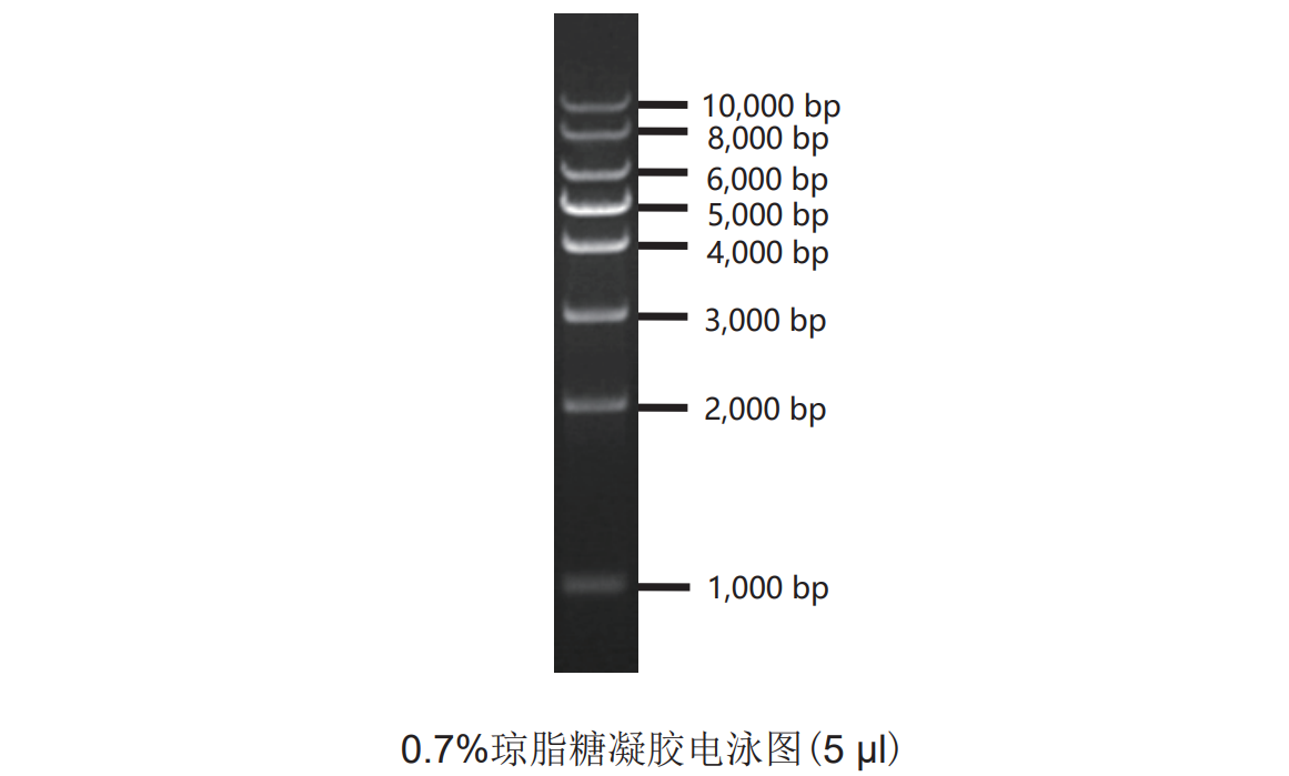 1Kb DNA ladder (康为世纪CW0641).png