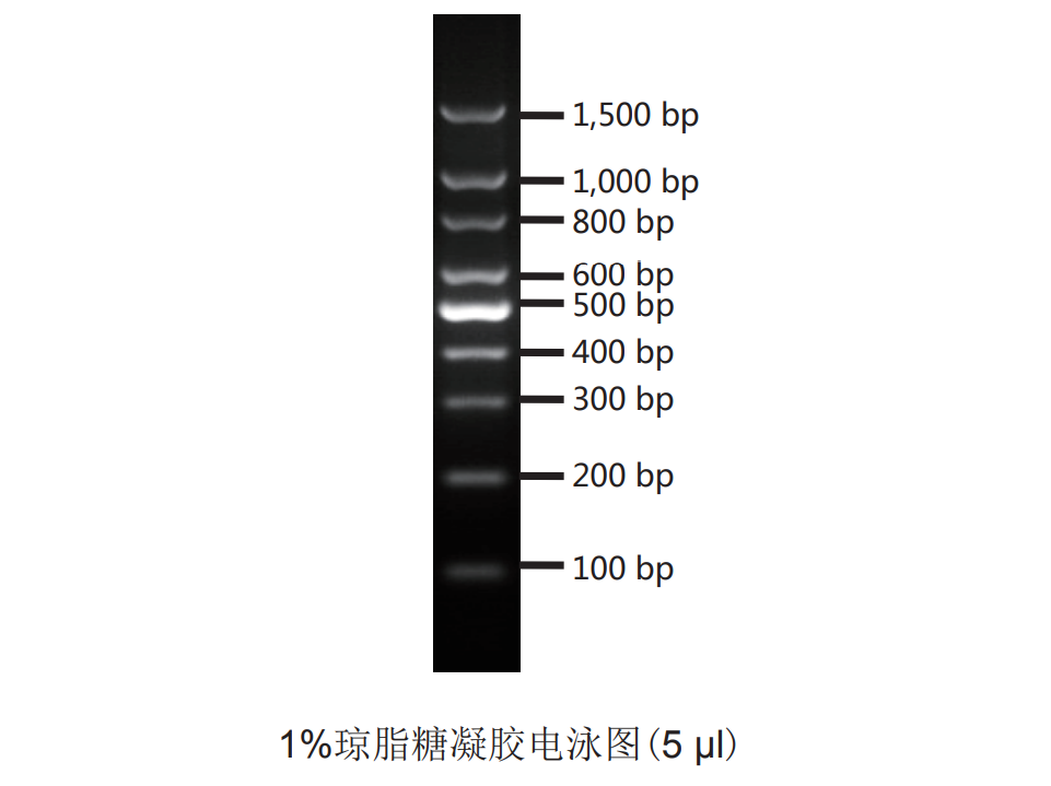 100bp DNA ladder （康为世纪）.png