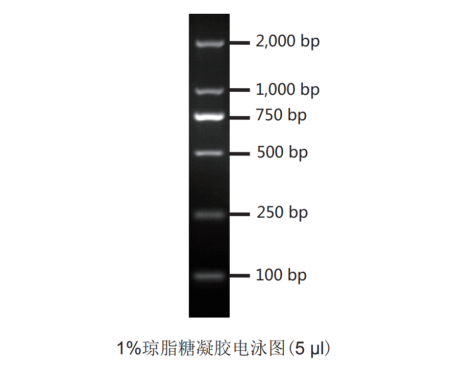 DM2000  DNA marker(康为世纪).png