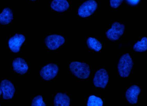 DAPI.png