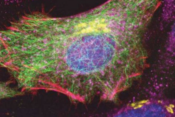 四标+DAPI.png